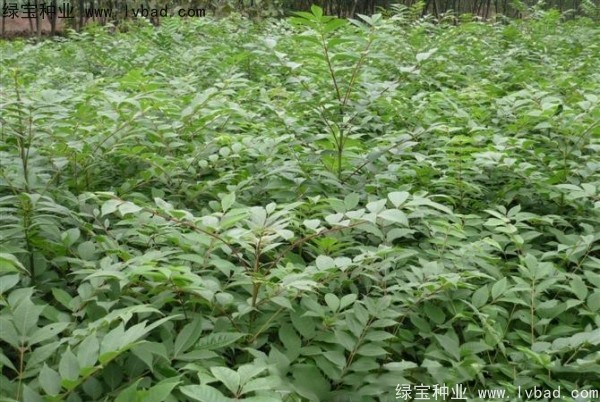 <a href='http://njszjj.com/linmuzhongzi/2199.html' target='_blank'>黃柏</a><a href='http://njszjj.com/' target='_blank'>種子</a>