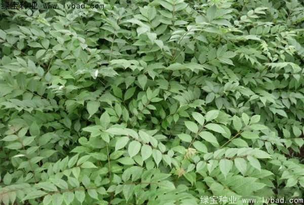 <a href='http://njszjj.com/linmuzhongzi/2199.html' target='_blank'>黃柏種子</a>