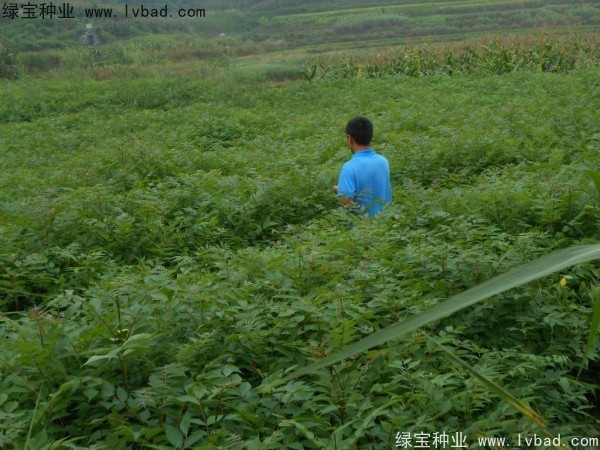 <a href='http://njszjj.com/linmuzhongzi/2199.html' target='_blank'>黃柏</a><a href='http://njszjj.com/' target='_blank'>種子</a>