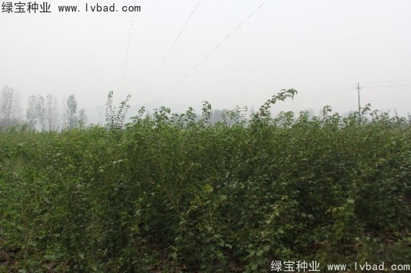 <a href='http://njszjj.com/linmuzhongzi/2200.html' target='_blank'>青榨槭種子</a>