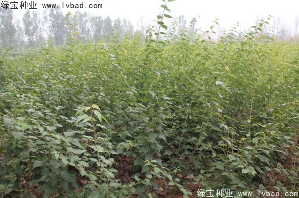 <a href='http://njszjj.com/linmuzhongzi/2200.html' target='_blank'>青榨槭種子</a>