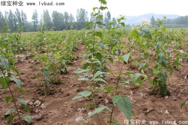 <a href='http://njszjj.com/linmuzhongzi/2200.html' target='_blank'>青榨槭</a><a href='http://njszjj.com/' target='_blank'>種子</a>