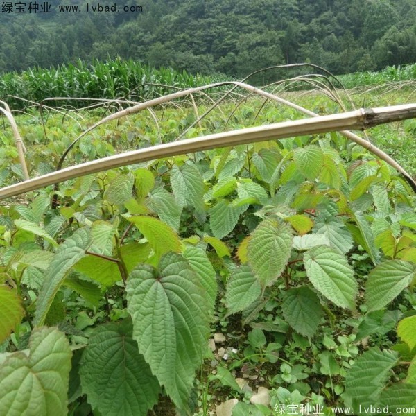 <a href='http://njszjj.com/linmuzhongzi/2203.html' target='_blank'>珙桐種子</a>