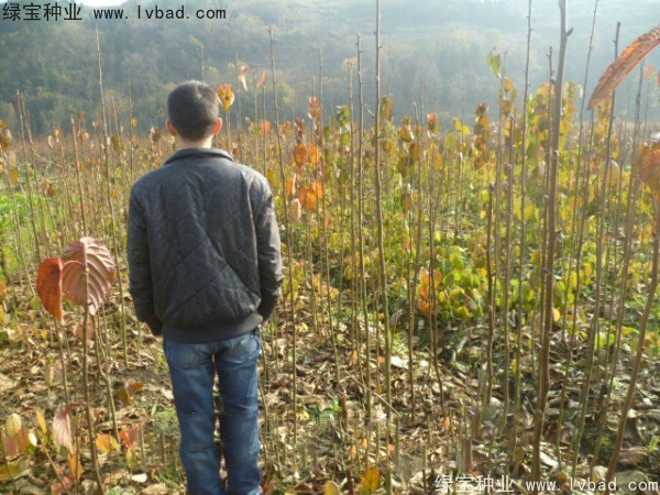 <a href='http://njszjj.com/linmuzhongzi/2203.html' target='_blank'>珙桐種子</a>