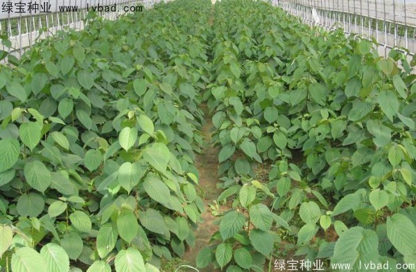 <a href='http://njszjj.com/linmuzhongzi/2203.html' target='_blank'>珙桐</a><a href='http://njszjj.com/' target='_blank'>種子</a>