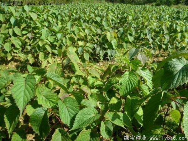 珙桐<a href='http://njszjj.com/' target='_blank'>種子</a>