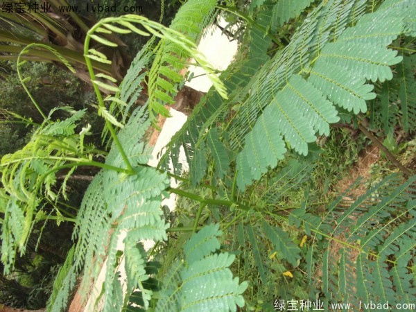 <a href='http://njszjj.com/linmuzhongzi/2204.html' target='_blank'>鳳凰木</a><a href='http://njszjj.com/' target='_blank'>種子</a>