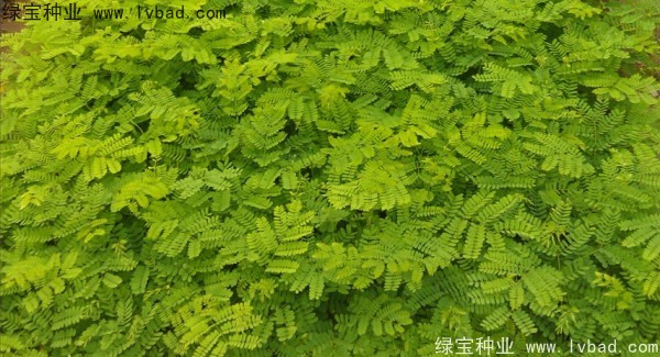 <a href='http://njszjj.com/linmuzhongzi/2204.html' target='_blank'>鳳凰木種子</a>