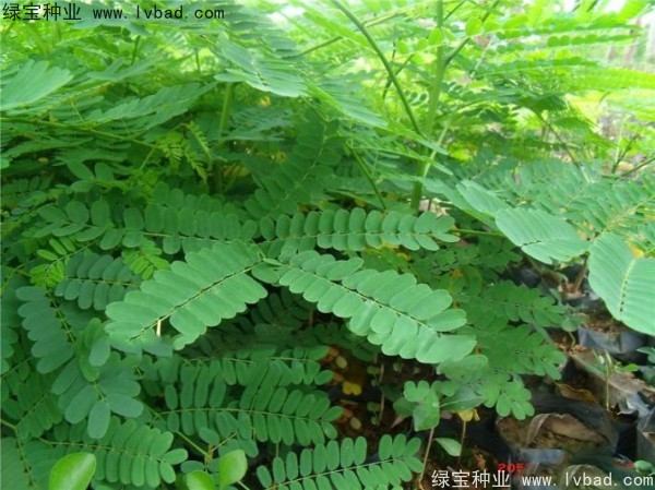 <a href='http://njszjj.com/linmuzhongzi/2204.html' target='_blank'>鳳凰木種子</a>