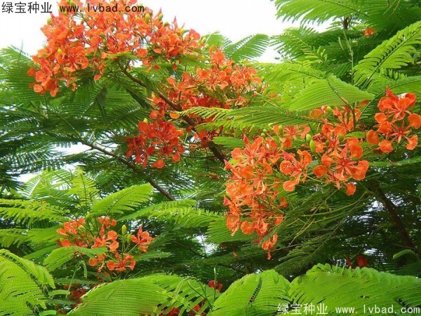 <a href='http://njszjj.com/linmuzhongzi/2204.html' target='_blank'>鳳凰木種子</a>