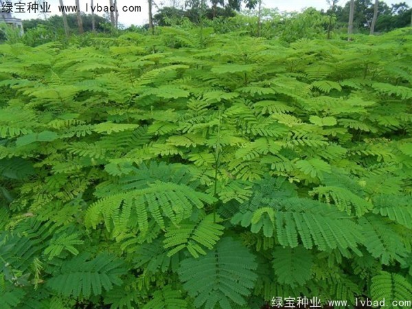 鳳凰木<a href='http://njszjj.com/' target='_blank'>種子</a>