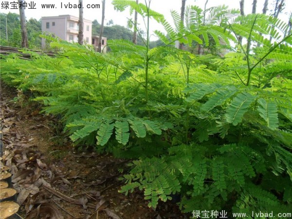 鳳凰木<a href='http://njszjj.com/' target='_blank'>種子</a>