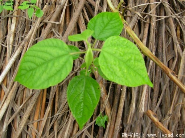 <a href='http://njszjj.com/linmuzhongzi/2205.html' target='_blank'>拐棗</a><a href='http://njszjj.com/' target='_blank'>種子</a>
