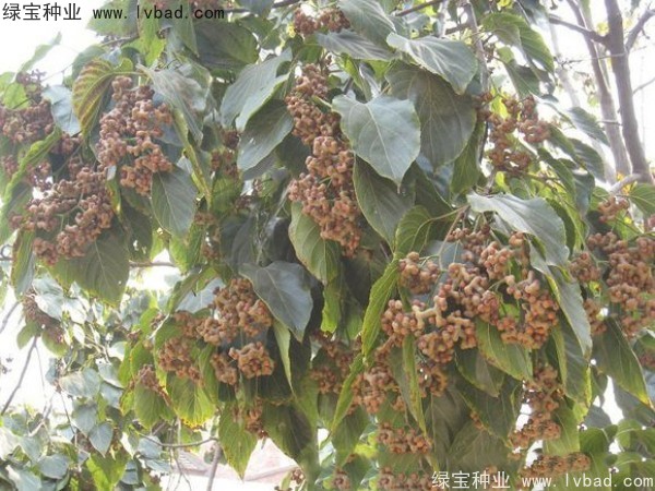 <a href='http://njszjj.com/linmuzhongzi/2205.html' target='_blank'>拐棗種子</a>