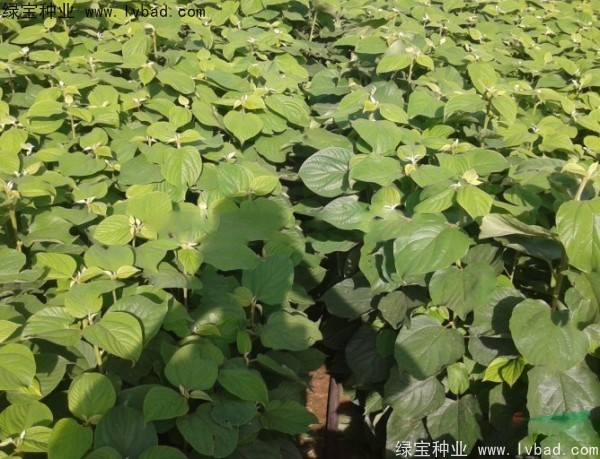 <a href='http://njszjj.com/linmuzhongzi/2205.html' target='_blank'>拐棗種子</a>