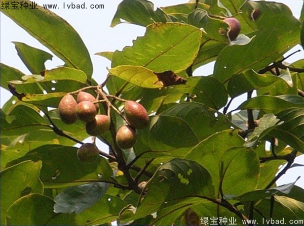 <a href='http://njszjj.com/linmuzhongzi/2206.html' target='_blank'>大金果種子</a>