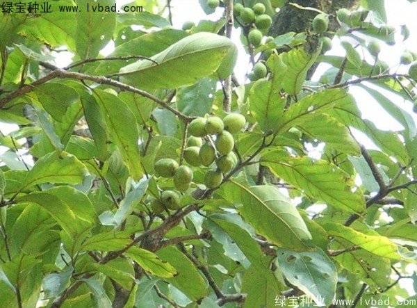 <a href='http://njszjj.com/linmuzhongzi/2206.html' target='_blank'>大金果</a><a href='http://njszjj.com/' target='_blank'>種子</a>