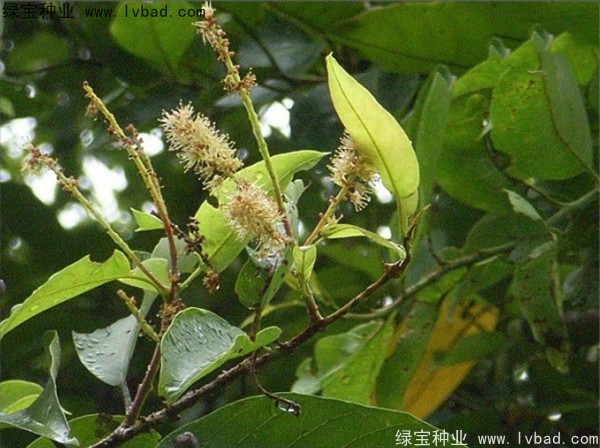 <a href='http://njszjj.com/linmuzhongzi/2206.html' target='_blank'>大金果</a><a href='http://njszjj.com/' target='_blank'>種子</a>