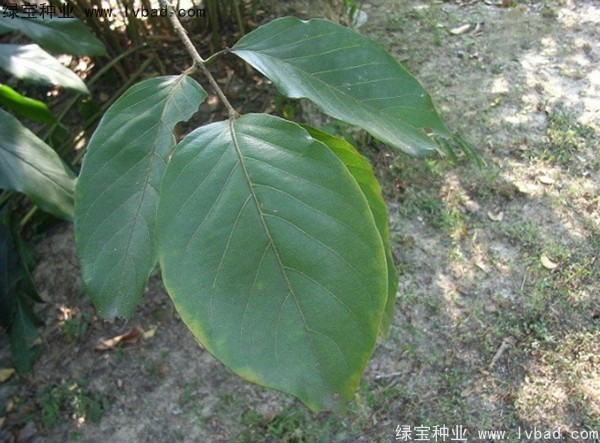 <a href='http://njszjj.com/linmuzhongzi/2206.html' target='_blank'>大金果種子</a>