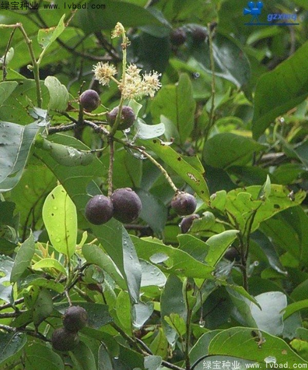 <a href='http://njszjj.com/linmuzhongzi/2206.html' target='_blank'>大金果種子</a>