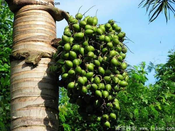 <a href='http://njszjj.com/linmuzhongzi/2207.html' target='_blank'>檳榔種子</a>