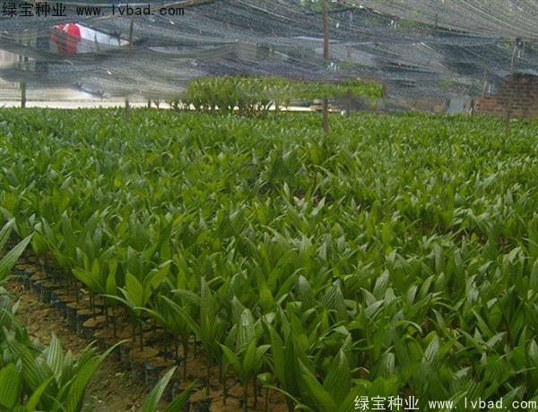 <a href='http://njszjj.com/linmuzhongzi/2207.html' target='_blank'>檳榔種子</a>