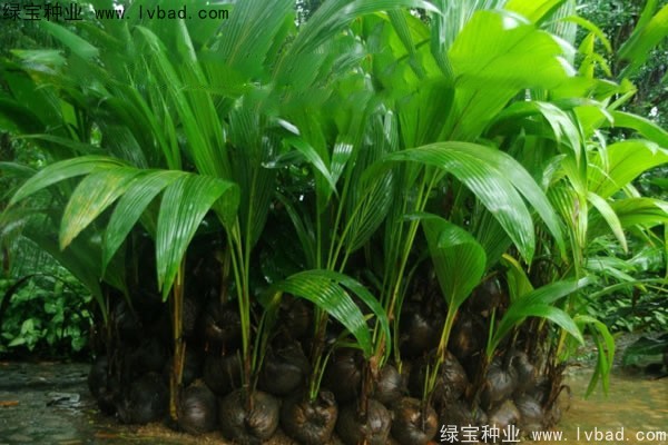 <a href='http://njszjj.com/linmuzhongzi/2207.html' target='_blank'>檳榔</a><a href='http://njszjj.com/' target='_blank'>種子</a>