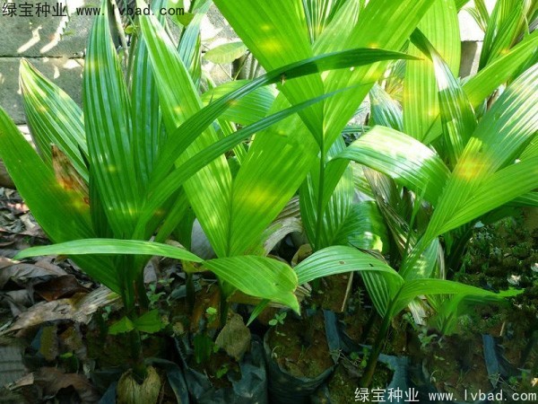 <a href='http://njszjj.com/linmuzhongzi/2207.html' target='_blank'>檳榔種子</a>