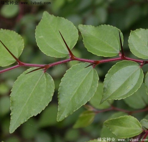 <a href='http://njszjj.com/linmuzhongzi/2208.html' target='_blank'>馬甲子種子</a>