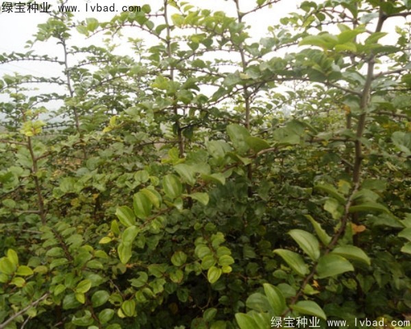 <a href='http://njszjj.com/linmuzhongzi/2208.html' target='_blank'>馬甲子種子</a>