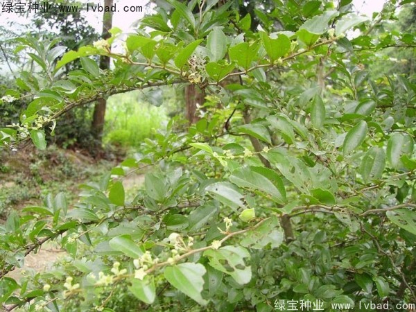 <a href='http://njszjj.com/linmuzhongzi/2208.html' target='_blank'>馬甲子</a><a href='http://njszjj.com/' target='_blank'>種子</a>