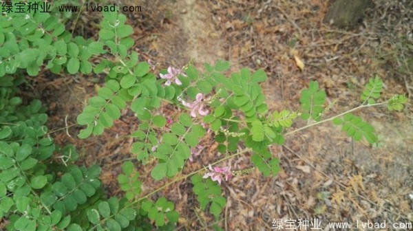 <a href='http://njszjj.com/linmuzhongzi/2209.html' target='_blank'>馬棘種子</a>