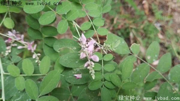 馬棘<a href='http://njszjj.com/' target='_blank'>種子</a>