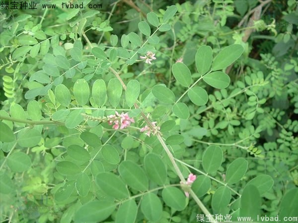 <a href='http://njszjj.com/linmuzhongzi/2209.html' target='_blank'>馬棘種子</a>