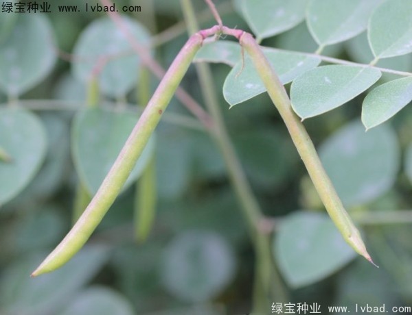 <a href='http://njszjj.com/linmuzhongzi/2209.html' target='_blank'>馬棘種子</a>