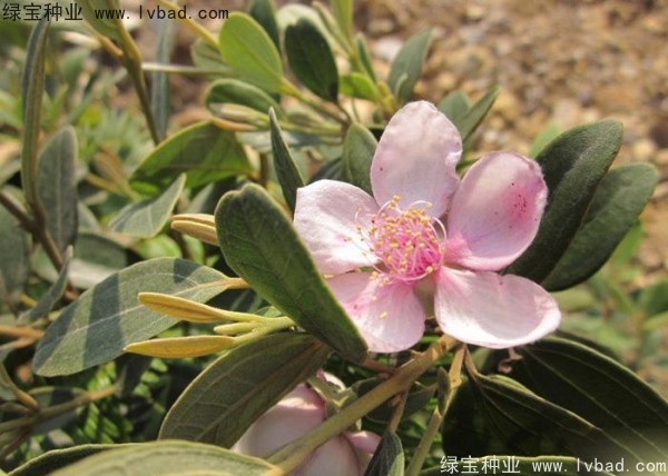 <a href='http://njszjj.com/linmuzhongzi/2210.html' target='_blank'>桃金娘種子</a>