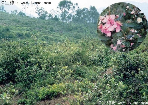<a href='http://njszjj.com/linmuzhongzi/2210.html' target='_blank'>桃金娘種子</a>