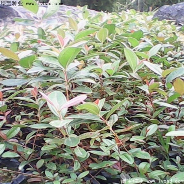 <a href='http://njszjj.com/linmuzhongzi/2210.html' target='_blank'>桃金娘種子</a>