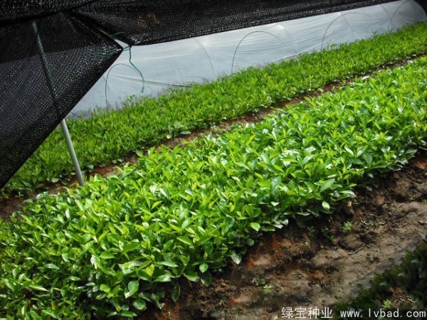 <a href='http://njszjj.com/linmuzhongzi/2212.html' target='_blank'>梔子花種子</a>
