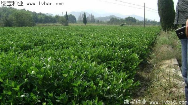 <a href='http://njszjj.com/linmuzhongzi/2212.html' target='_blank'>梔子花</a><a href='http://njszjj.com/' target='_blank'>種子</a>