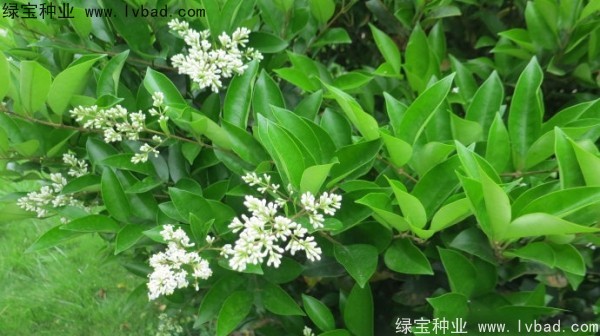 <a href='http://njszjj.com/linmuzhongzi/2213.html' target='_blank'>日本女貞種子</a>