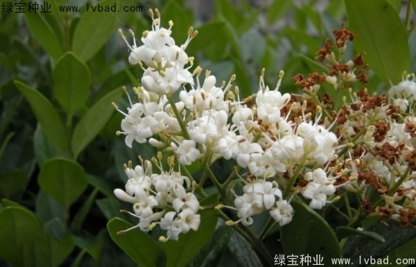 日本女貞<a href='http://njszjj.com/' target='_blank'>種子</a>
