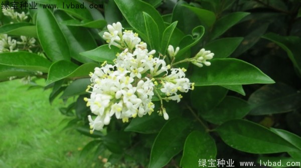 日本女貞<a href='http://njszjj.com/' target='_blank'>種子</a>