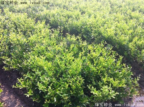 <a href='http://njszjj.com/linmuzhongzi/2213.html' target='_blank'>日本女貞種子</a>