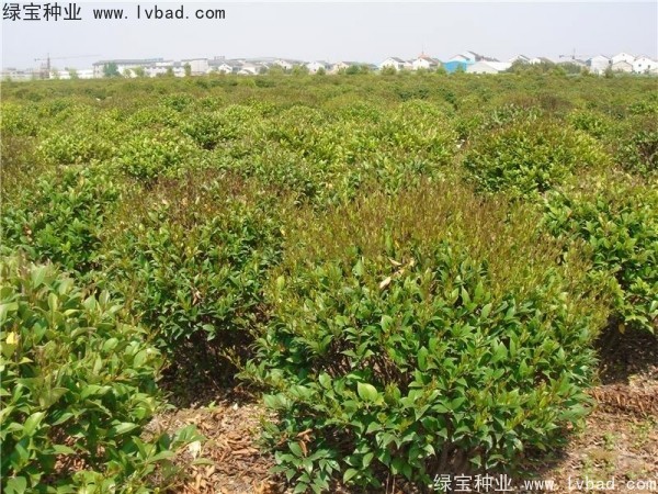 <a href='http://njszjj.com/linmuzhongzi/2213.html' target='_blank'>日本女貞</a><a href='http://njszjj.com/' target='_blank'>種子</a>
