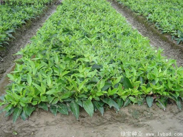 <a href='http://njszjj.com/linmuzhongzi/2213.html' target='_blank'>日本女貞種子</a>