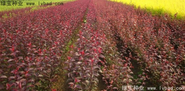 <a href='http://njszjj.com/linmuzhongzi/2214.html' target='_blank'>紫葉稠李種子</a>