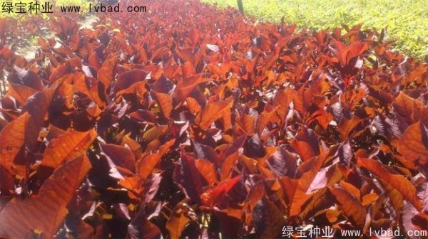<a href='http://njszjj.com/linmuzhongzi/2214.html' target='_blank'>紫葉稠李種子</a>