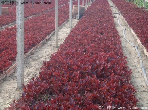 <a href='http://njszjj.com/linmuzhongzi/2214.html' target='_blank'>紫葉稠李</a><a href='http://njszjj.com/' target='_blank'>種子</a>
