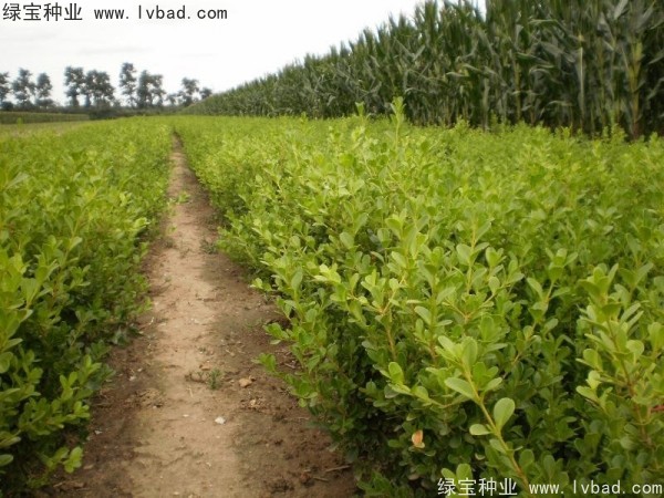 <a href='http://njszjj.com/linmuzhongzi/2215.html' target='_blank'>瓜子黃楊種子</a>